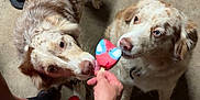 Dolly is registered to the contest to win money with this photo: dog, two_dogs, popsicle, person, hand, concrete_floor, speckled_fur, red_skirt, blue_cord, indoor, pet, animal, licking, sniffing, waiting, curious, brown_and_white, floor_cracks, casual, closeup