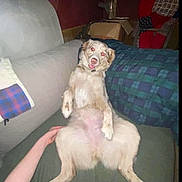 Dolly is registered to the contest to win money with this photo: dog, couch, pet, indoor, funny_pose, relaxed, animal, living_room, blanket, pillow, human_hand, fur, sitting, cute, domestic_animal, home, red_eyes, playful, comfortable, casual