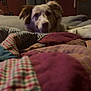 Dixie joined the competition — help win amazing prizes! dog, indoor, quilt, blanket, furniture, curtains, door, resting, calm, pet, animal, warm_lighting, cozy, patchwork, fabric, home, living_room, fur, head, lying_down