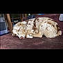 Dixie is registered to the contest to win money with this photo: dog, merle_coat, resting, couch, brown_couch, indoor, pet, sleepy, fur, relaxing, animal, living_room, home, cozy, canine, domestic_animal, furniture, quiet, calm, laying_down