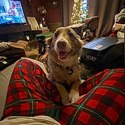 Dixie joined the competition — help win amazing prizes! dog, plaid_pajamas, indoor, christmas_tree, holiday, living_room, television, person, furniture, lamp, box, curtains, smiling_dog, red, green, cozy, home_decor, warm_lighting, relaxed, sitting