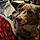 Dixie