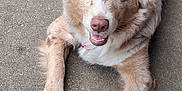 Dixie is registered to the contest to win money with this photo: dog, canine, pet, animal, laying_down, outdoor, concrete, brown_fur, white_fur, happy, relaxed, closeup, muzzle, ears, paws, tongue, collar, friendly, domestic_animal, cute