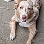 dog, canine, pet, animal, laying_down, outdoor, concrete, brown_fur, white_fur, happy, relaxed, closeup, muzzle, ears, paws, tongue, collar, friendly, domestic_animal, cute