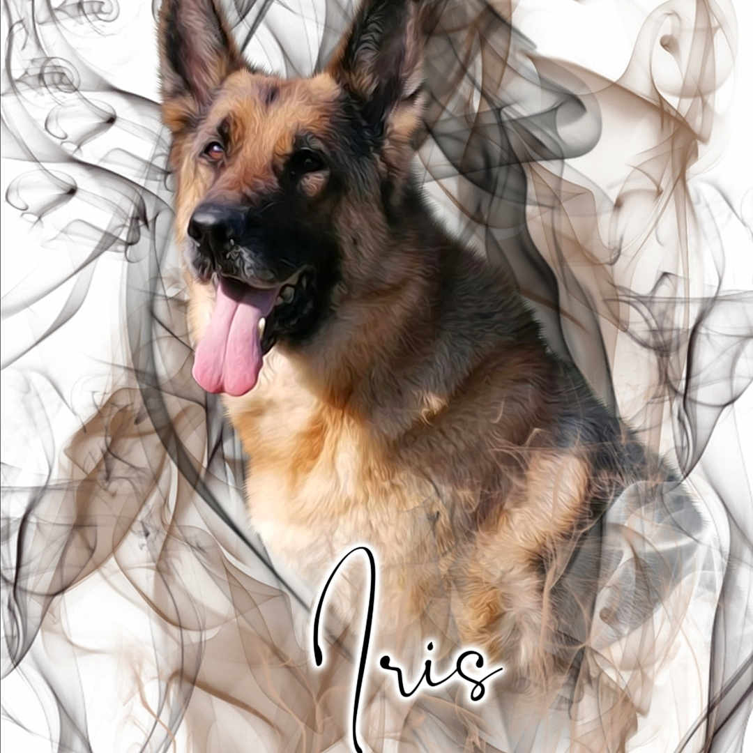 Iris participe au concours pour gagner de l'argent avec cette photo : animal, canine, dog, germanshepherd, person, pet, policedog, puppy, snout
