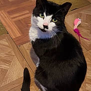 Sky is registered to the contest to win money with this photo: cat, black_and_white, pet, animal, indoor, floor, wooden_floor, toy, feather_toy, curious, sitting, looking_up, feline, whiskers, tail, domestic_cat, playful, cute, green_eyes, fur