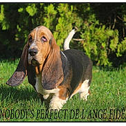 Perfect a rejoint le concours — aidez-le/la à gagner de superbes lots ! basset_artesien_normand, basset_hound, beagle_harrier, carnivoran, companion_dog, dog, dog_breed, dog_like_mammal, estonian_hound, grass, hound, scent_hound, schweizer_laufhund, snout
