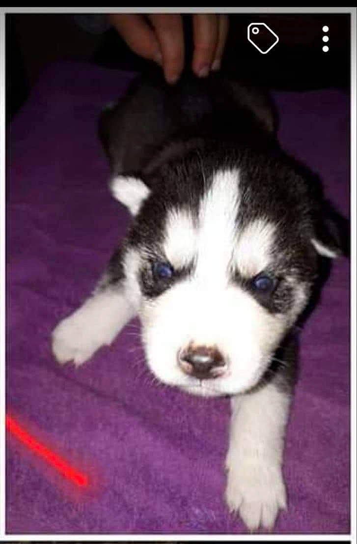 Ragnar participe au concours pour gagner de l'argent avec cette photo : alaskan_klee_kai, alaskan_malamute, canidae, carnivore, dog, dog_breed, labrador_husky, mammal, miniature_siberian_husky, puppy, rare_breed_dog, sakhalin_husky, siberian_husky, sled_dog, vertebrate, wolfdog, working_dog