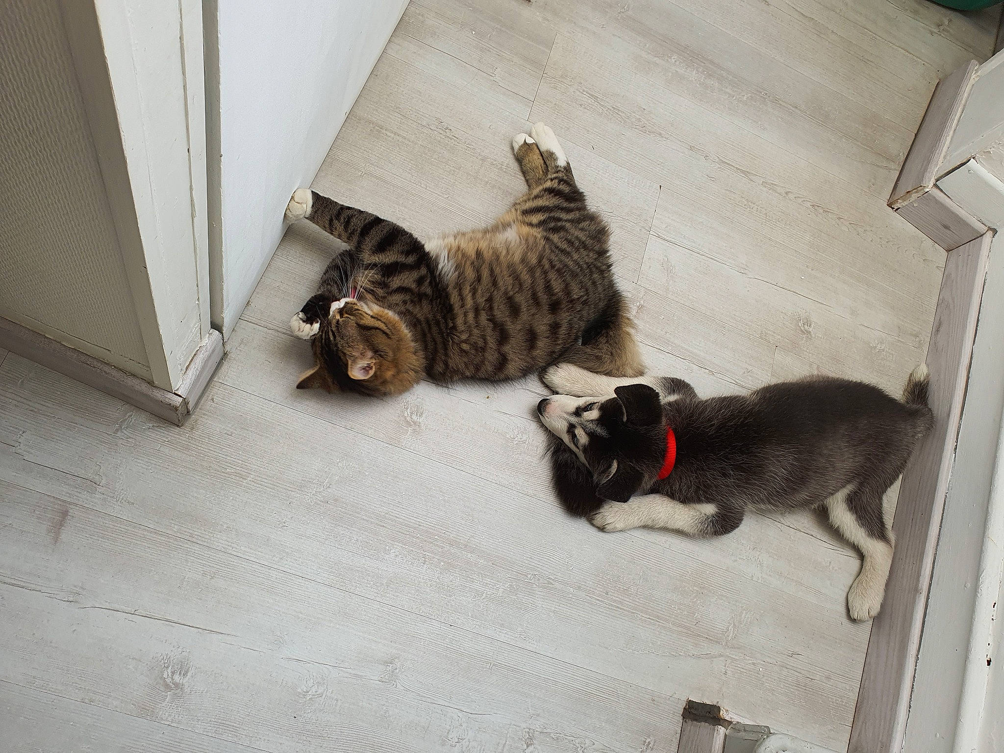 Ragnar a rejoint le concours — aidez-le/la à gagner de superbes lots ! canidae, carnivore, cat, domestic_short_haired_cat, dragon_li, european_shorthair, felidae, floor, mammal, small_to_medium_sized_cats, snout, sporting_group, tail, whiskers