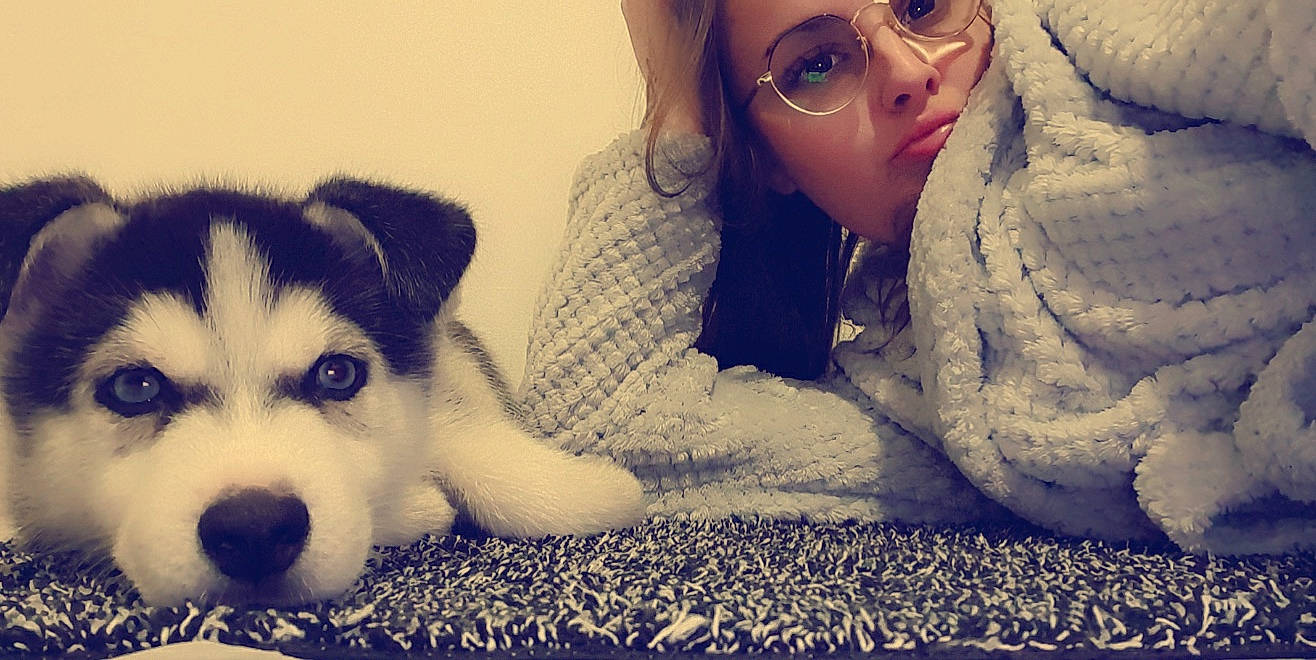 Ragnar a rejoint le concours — aidez-le/la à gagner de superbes lots ! alaskan_klee_kai, alaskan_malamute, canidae, carnivore, companion_dog, dog, dog_breed, eye, fur, mammal, miniature_siberian_husky, nose, puppy, puppy_love, rare_breed_dog, sakhalin_husky, siberian_husky, sled_dog, vertebrate, wolfdog