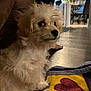 Honey joined the competition — help win amazing prizes! animal, blanket, carpet, closeup, couch, cozy, curious, cute, dog, floor, fluffy, fur, furniture, heart, home, indoor, pet, puppy, side_view, small
