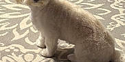 Honey is registered to the contest to win money with this photo: animal, carpet, companion, cozy, cute, dog, domestic, ears, floor, fluffy, fur, home, indoor, pattern, pet, room, sitting, small_dog, white_dog, wooden_furniture