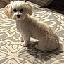 animal, carpet, companion, cozy, cute, dog, domestic, ears, floor, fluffy, fur, home, indoor, pattern, pet, room, sitting, small_dog, white_dog, wooden_furniture