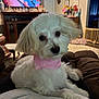 Honey joined the competition — help win amazing prizes! bandana, blanket, couch, cozy, cute, dog, flower_vase, fur, furniture, home_decor, indoor, living_room, person_lap, pet, pink_bandana, relaxed, small_dog, television, white_dog, wooden_furniture