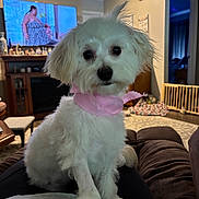 Honey joined the competition — help win amazing prizes! dog, white_dog, pet, scarf, living_room, couch, television, cozy, indoor, furniture, blanket, home_decor, floor_rug, wood_floor, lamp, window, doorway, cute, sitting, companion