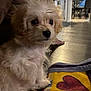 animal, blanket, closeup, cozy, curious, curly_fur, cute, dog, floor, fluffy, furniture, heart_pattern, home, indoor, pet, puppy, sitting, small_dog, soft_lighting, young_dog