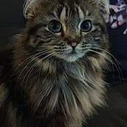 Olika a rejoint le concours — aidez-le/la à gagner de superbes lots ! cat, tabby, fluffy, long_hair, pet, animal, indoor, couch, furniture, whiskers, ears, eyes, fur, muzzle, domestic_cat, portrait, sitting, curious, close_up, cute