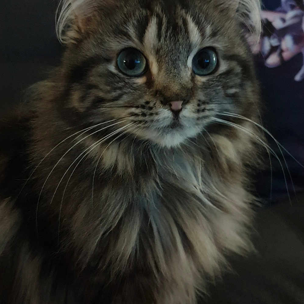 Olika a rejoint le concours — aidez-le/la à gagner de superbes lots ! animal, cat, close_up, couch, curious, cute, domestic_cat, ears, eyes, fluffy, fur, furniture, indoor, long_hair, muzzle, pet, portrait, sitting, tabby, whiskers