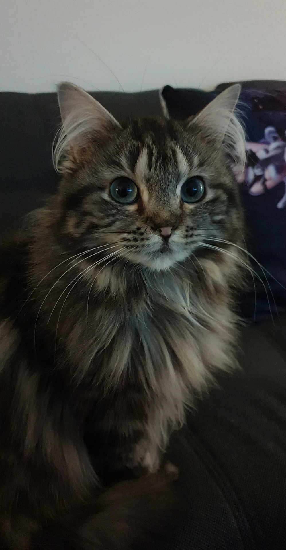 Olika a rejoint le concours — aidez-le/la à gagner de superbes lots ! cat, tabby, fluffy, long_hair, pet, animal, indoor, couch, furniture, whiskers, ears, eyes, fur, muzzle, domestic_cat, portrait, sitting, curious, close_up, cute