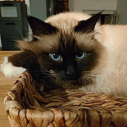 Océan De Boubinours participe au concours pour gagner de l'argent avec cette photo : animal, basket, blue_eyes, cat, closeup, cozy, cute, domestic, face, feline, fluffy, fur, indoor, mammal, pet, relaxed, resting, table, whiskers, wood