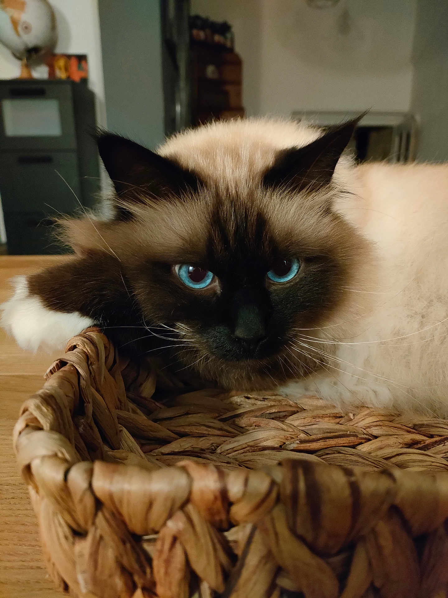 Océan De Boubinours participe au concours pour gagner de l'argent avec cette photo : animal, basket, blue_eyes, cat, closeup, cozy, cute, domestic, face, feline, fluffy, fur, indoor, mammal, pet, relaxed, resting, table, whiskers, wood