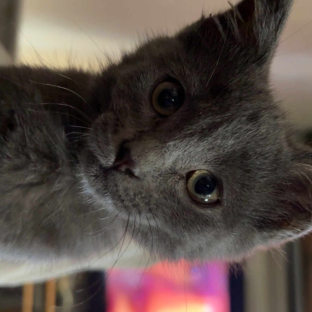 Gisou a rejoint le concours — aidez-le/la à gagner de superbes lots ! animal, blurred_background, cat, close_up, curious, cute, domestic, ears, eye_contact, face, feline, gray_fur, indoor, kitten, looking, pet, portrait, soft_fur, whiskers, young