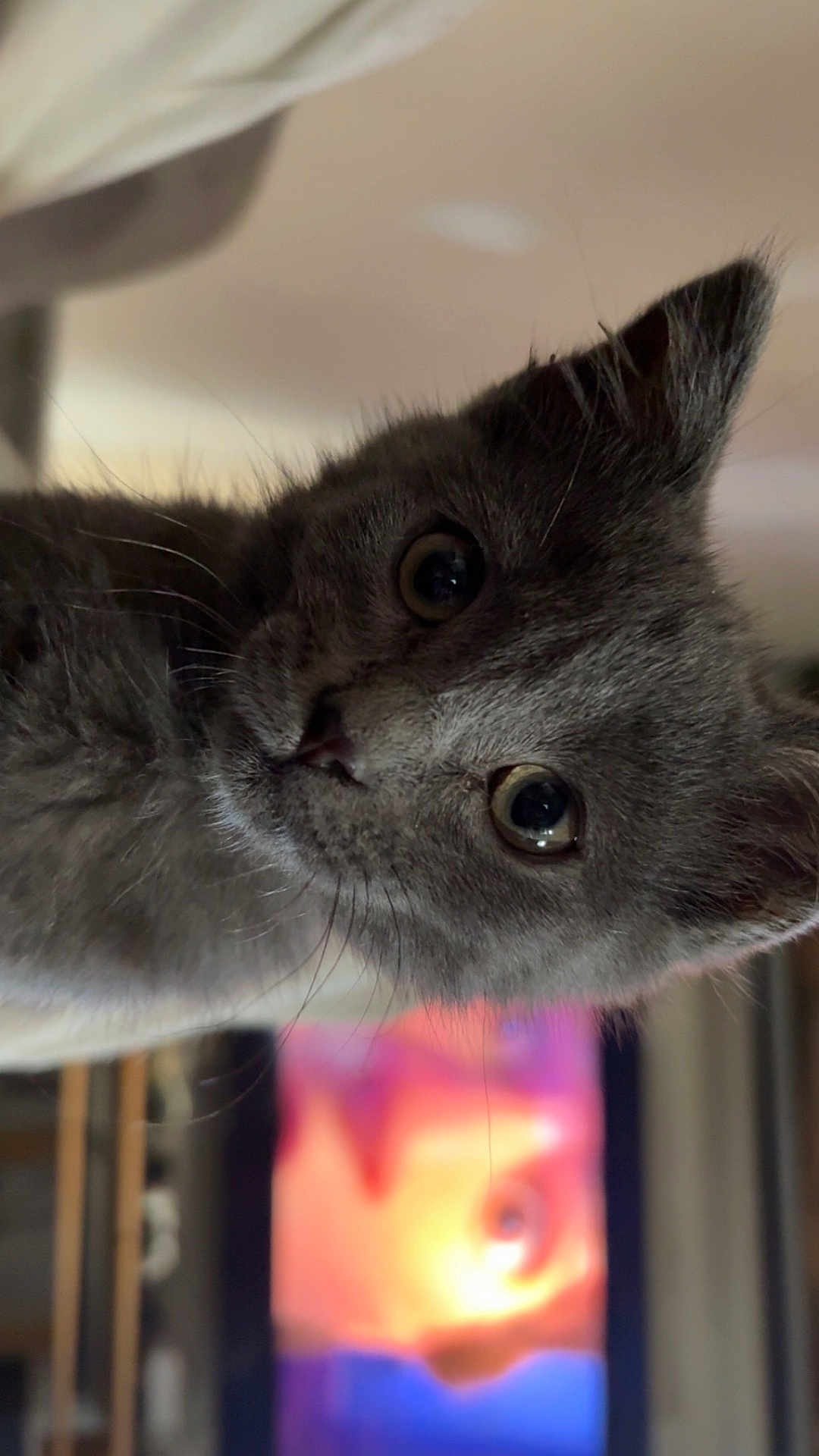 Gisou a rejoint le concours — aidez-le/la à gagner de superbes lots ! cat, kitten, gray_fur, whiskers, close_up, indoor, blurred_background, curious, pet, animal, face, ears, cute, feline, young, looking, soft_fur, portrait, domestic, eye_contact