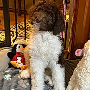 Santo joined the competition — help win amazing prizes! adorable, blanket, brown_and_white, cozy, curly_fur, cute, dog, fluffy, furniture, home, indoors, paw_print, penguin_toy, pet, portrait, puppy, sitting, stuffed_animal, toy, warm_lighting