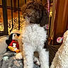 adorable, blanket, brown_and_white, cozy, curly_fur, cute, dog, fluffy, furniture, home, indoors, paw_print, penguin_toy, pet, portrait, puppy, sitting, stuffed_animal, toy, warm_lighting
