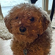 Wylie is registered to the contest to win money with this photo: animal, brown, canine, collar, curious, curly_fur, cute, dog, domestic_animal, face, floor, fur, house, indoor, pet_tag, portrait, small_dog, snow, window, winter