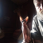 Laurent Lavoisier a rejoint le concours — aidez-le/la à gagner de superbes lots ! sphynx_cat, cat, person, beard, tattoo, deer_head_mount, indoor, couch, pillow, shadow, light_beam, wood_paneling, animal, pet, portrait, feline, sitting, face, ear, knee