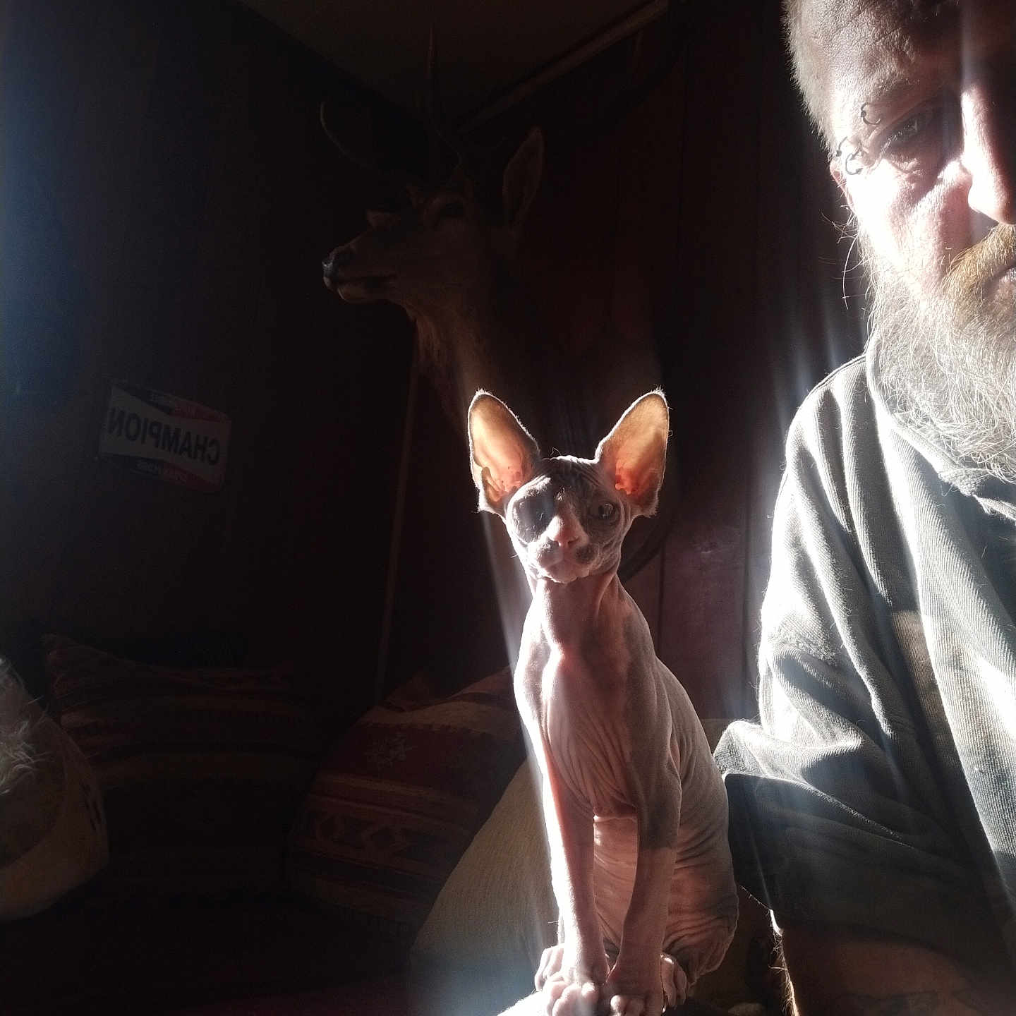 Laurent Lavoisier a rejoint le concours — aidez-le/la à gagner de superbes lots ! animal, beard, cat, couch, deer_head_mount, ear, face, feline, indoor, knee, light_beam, person, pet, pillow, portrait, shadow, sitting, sphynx_cat, tattoo, wood_paneling
