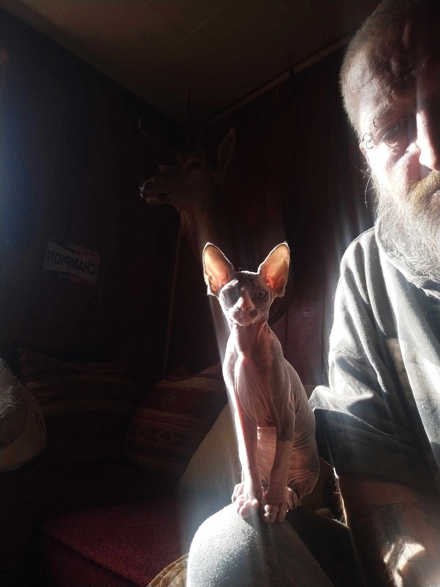 Laurent Lavoisier a rejoint le concours — aidez-le/la à gagner de superbes lots ! sphynx_cat, cat, person, beard, tattoo, deer_head_mount, indoor, couch, pillow, shadow, light_beam, wood_paneling, animal, pet, portrait, feline, sitting, face, ear, knee