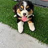 Tobby joined the competition — help win amazing prizes! puppy, dog, animal, pet, tricolor, fur, tongue, grass, artificial_grass, outdoor, concrete, doorstep, cute, lying_down, young, fluffy, friendly, small, closeup, portrait