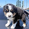 Tobby joined the competition — help win amazing prizes! puppy, dog, animal, pet, outdoor, car, fur, black_and_white, cute, young, small, walking, sky, trees, daylight, nature, close_up, curious, fluffy, adorable