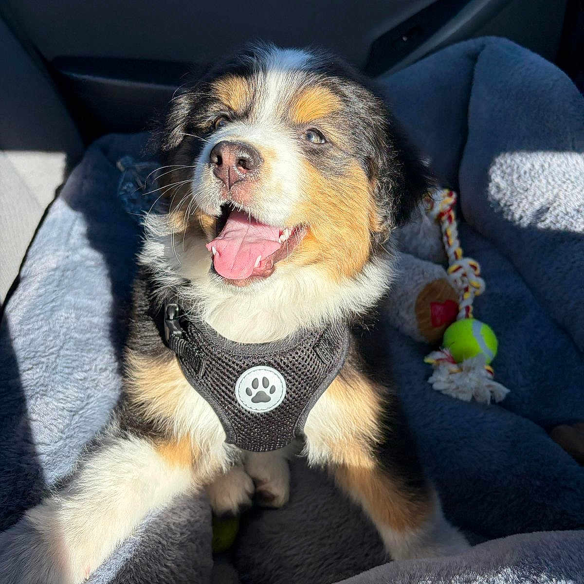 Tobby is registered to the contest to win money with this photo: puppy, dog, harness, car_interior, car_seat, dog_bed, toy, tennis_ball, rope_toy, fur, happy, panting, sunlight, cozy, pet, animal, cute, smiling, indoors, playful