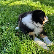 Tobby is registered to the contest to win money with this photo: puppy, dog, grass, outdoor, sunlight, black_and_white, pet, animal, young_dog, collar, lawn, nature, curious, relaxed, suburban, car, steps, side_view, daytime, greenery