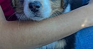 Tobby joined the competition — help win amazing prizes! puppy, dog, pet, cute, fluffy, animal, hands, arm, car, interior, closeup, fur, nose, whiskers, seat, jeans, window, daylight, cuddling, companion