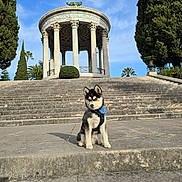 April participe au concours pour gagner de l'argent avec cette photo : dog, puppy, husky, pet, bandana, harness, steps, stairs, stone, rotunda, columns, architecture, monument, outdoor, park, trees, palm_tree, sky, clouds, portrait