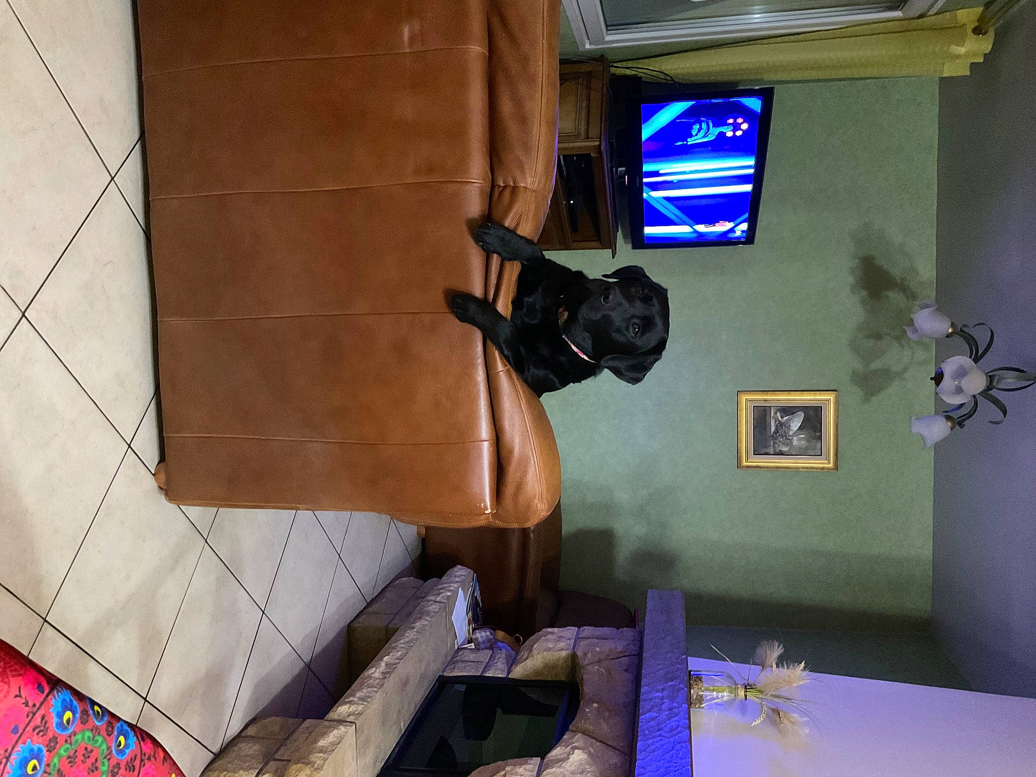 Saona a rejoint le concours — aidez-le/la à gagner de superbes lots ! building, cameras_optics, couch, display_device, flooring, hardwood, house, interior_design, living_room, machine, mammal, purple, room, space, visual_arts, wall, wood