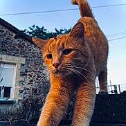 Havana a rejoint le concours — aidez-le/la à gagner de superbes lots ! cat, orange_cat, stretching, outdoor, stone_wall, stone_surface, tail_up, close_up, sunset_light, whiskers, animal, pet, feline, nature, building, window, sky, plant, fur, mammal