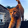cat, orange_cat, stretching, outdoor, stone_wall, stone_surface, tail_up, close_up, sunset_light, whiskers, animal, pet, feline, nature, building, window, sky, plant, fur, mammal