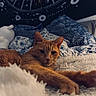 cat, ginger_cat, stretching, blanket, bed, pillow, tapestry, celestial, stars, indoor, cozy, furniture, relaxed, fur, pet, animal, mammal, resting, pattern, soft