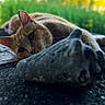 cat, ginger_cat, seashell, outdoor, nature, relaxed, resting, close_up, shallow_depth_of_field, greenery, sunlight, texture, animal, pet, lying_down, blurred_background, calm, soft_light, whiskers, ears
