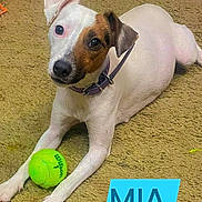 Mia joined the competition — help win amazing prizes! dog, puppy, jack_russell_terrier, white_dog, brown_patch, lying_down, carpet, tennis_ball, toy, collar, leash, indoors, pet, cute, wide_eyed, portrait, playful, floor, blue_text, text_overlay
