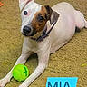 dog, puppy, jack_russell_terrier, white_dog, brown_patch, lying_down, carpet, tennis_ball, toy, collar, leash, indoors, pet, cute, wide_eyed, portrait, playful, floor, blue_text, text_overlay