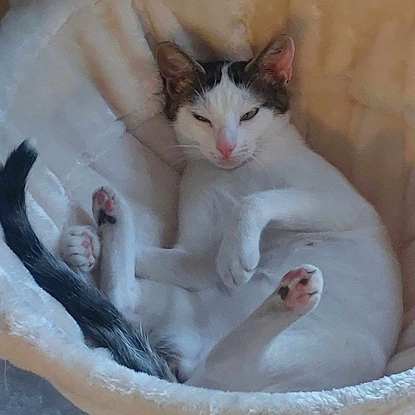 Mimine participe au concours pour gagner de l'argent avec cette photo : abyssinian, animal, basket, bear, bed, blanket, canine, cat, couch, cradle, crib, furniture, hammock, head, kitten, manx, person, pet, siamese, sleeping