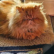 Baby joined the competition — help win amazing prizes! animal, carpet, cat, closeup, cute, domestic, feline, fluffy, fur, home, indoor, mammal, nap, orange, pet, portrait, relaxed, resting, sunlight, whiskers