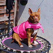 Shella participe au concours pour gagner de l'argent avec cette photo : animal, brown_dog, concrete_wall, daylight, dog, ears_up, fence, focused, garden_tool, leash_hook, outdoor, pet, pet_clothing, pink_clothing, shadow, sitting, sunlight, trampoline, wooden_door, yard
