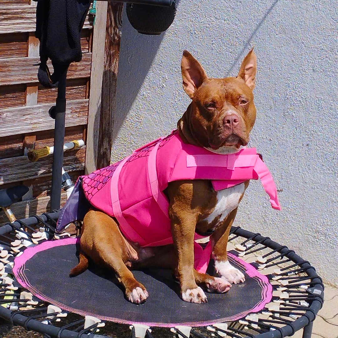 Shella participe au concours pour gagner de l'argent avec cette photo : animal, brown_dog, concrete_wall, daylight, dog, ears_up, fence, focused, garden_tool, leash_hook, outdoor, pet, pet_clothing, pink_clothing, shadow, sitting, sunlight, trampoline, wooden_door, yard